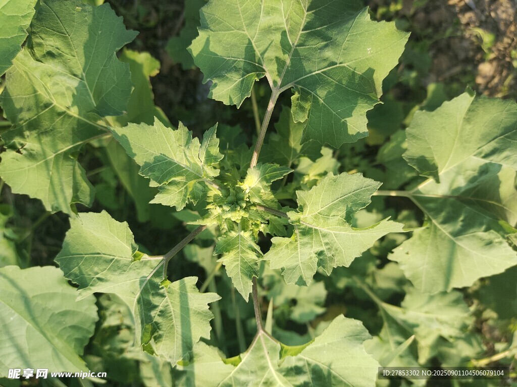绿叶繁茂的植物