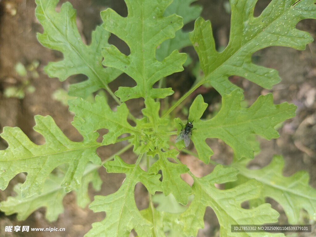 绿色羽状叶片植物特写