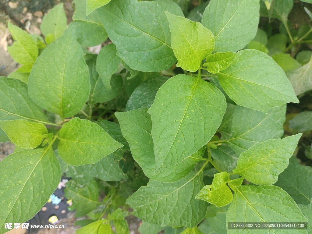 绿叶繁茂的清新植物