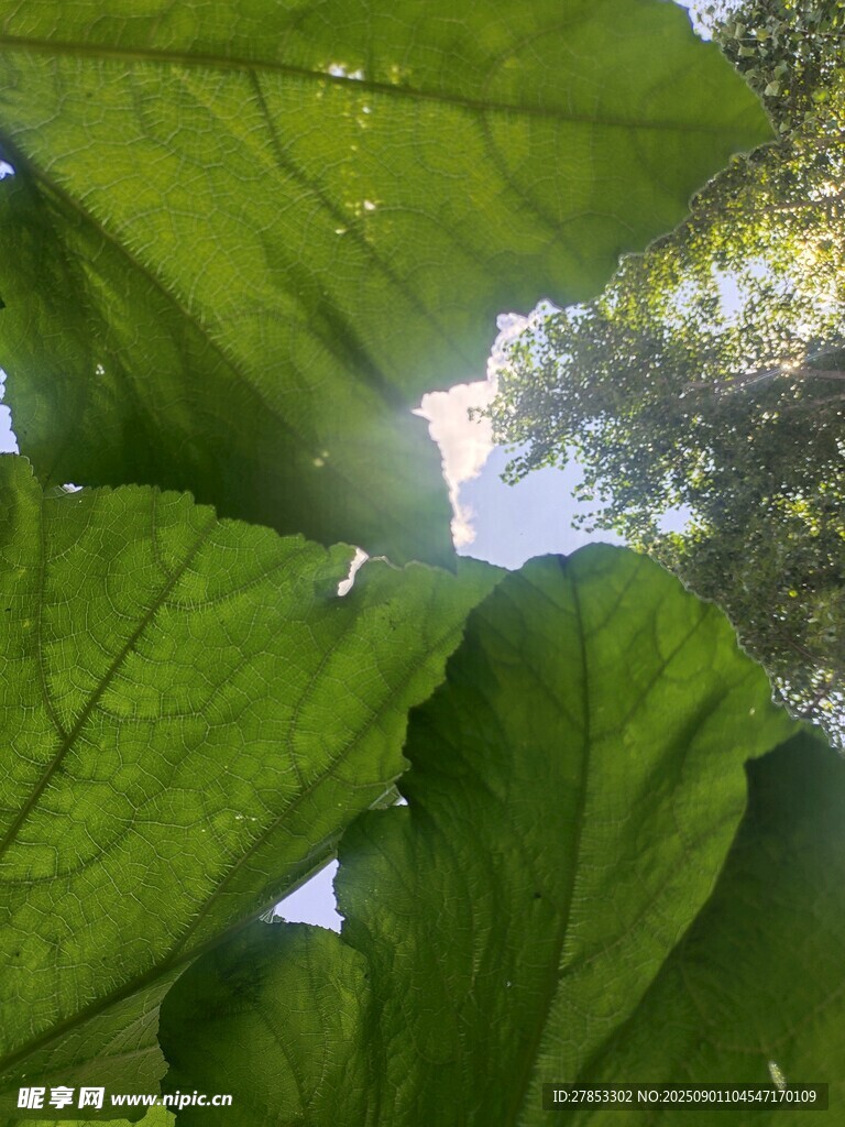 绿叶间透出的天空一角