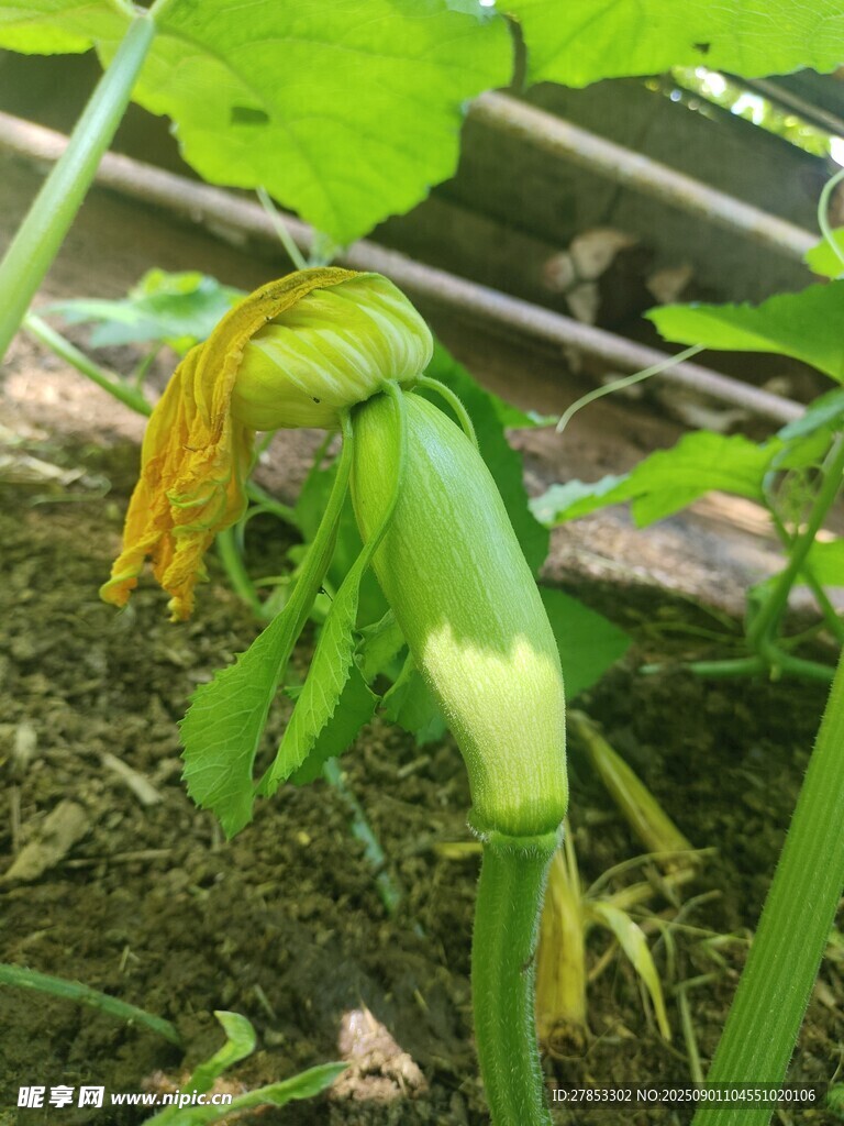 南瓜花与幼瓜特写