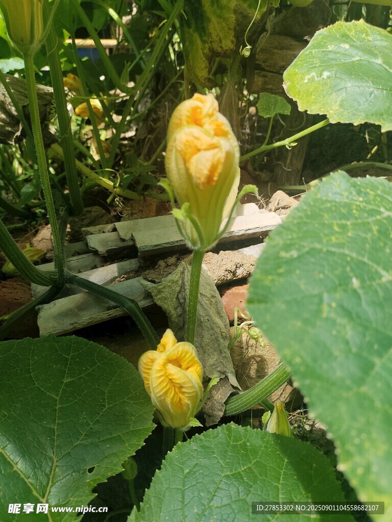 黄色南瓜花绽放