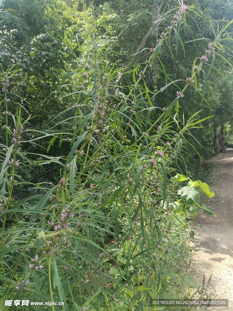 野外繁茂的绿色植物景观