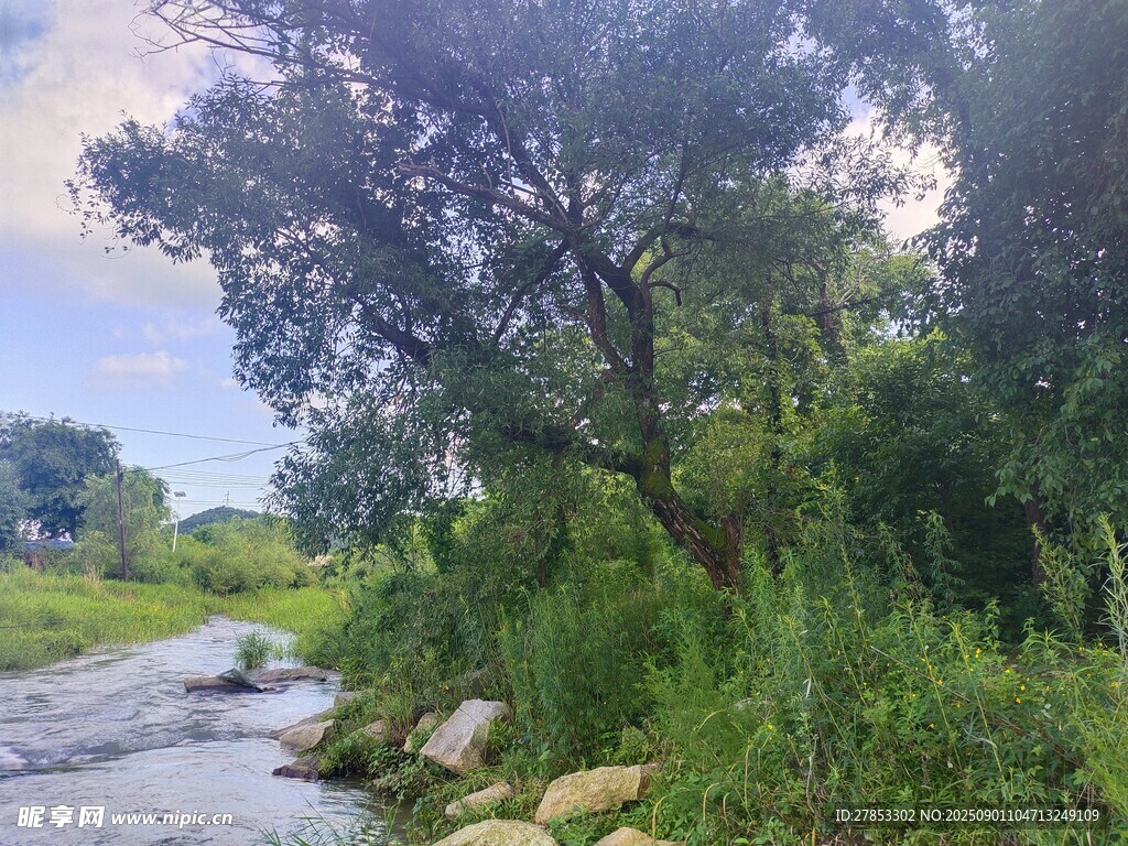 溪边绿树成荫的自然景致