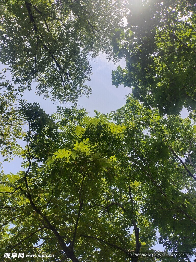 仰观林间阳光洒落