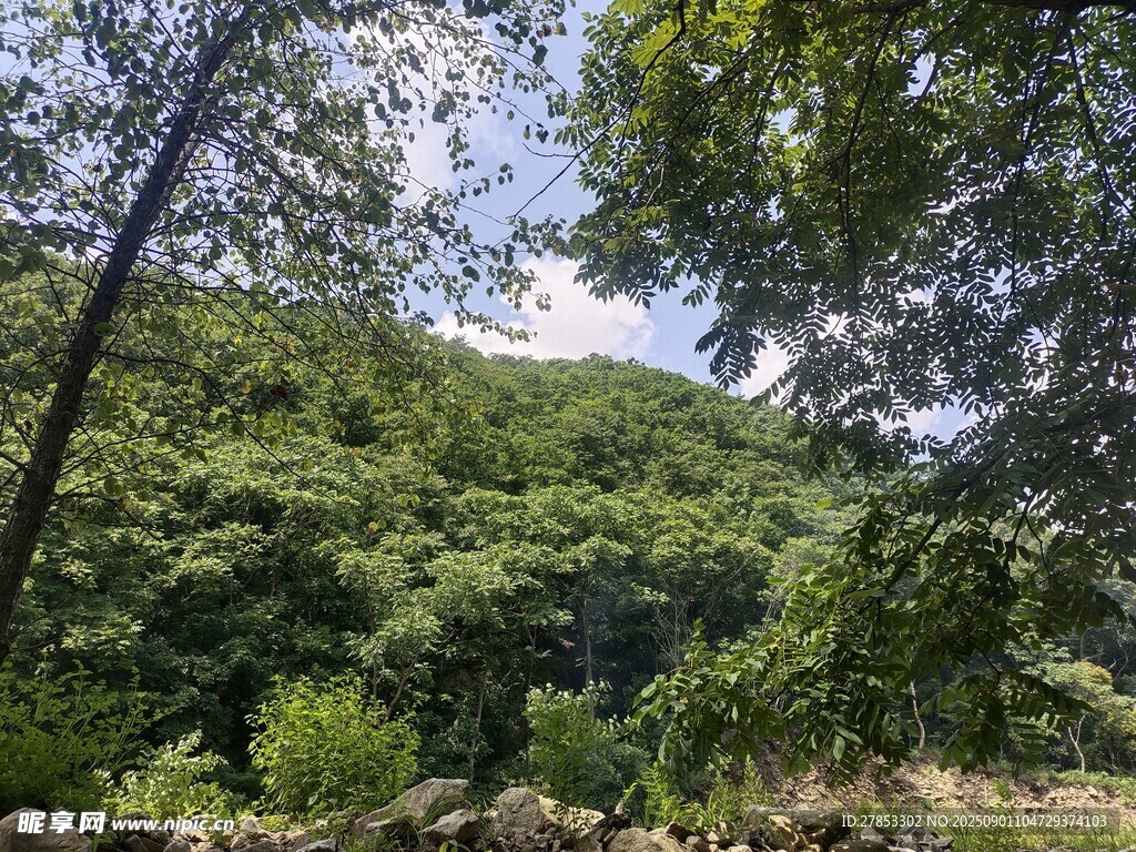 山林绿意盎然的自然景致