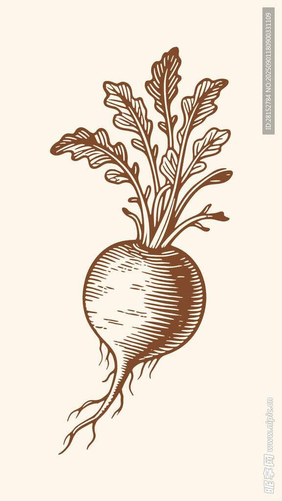 手绘根茎植物萝卜插画