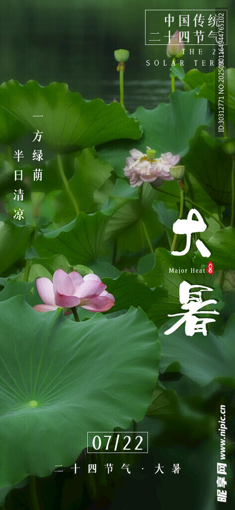 夏日荷塘中的娇艳荷花