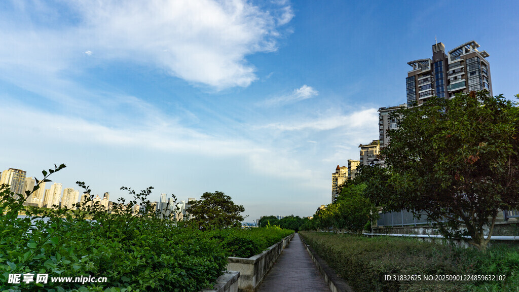 城市绿荫间的宁静小道