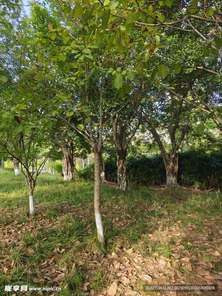 秋日林间景致