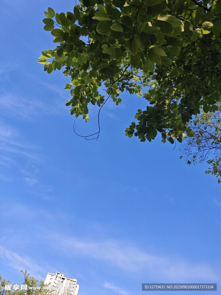 蓝天绿树间的清新景致