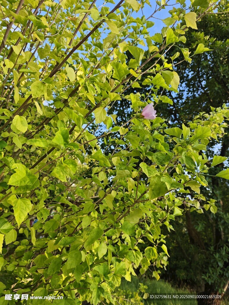 阳光下的翠绿枝叶