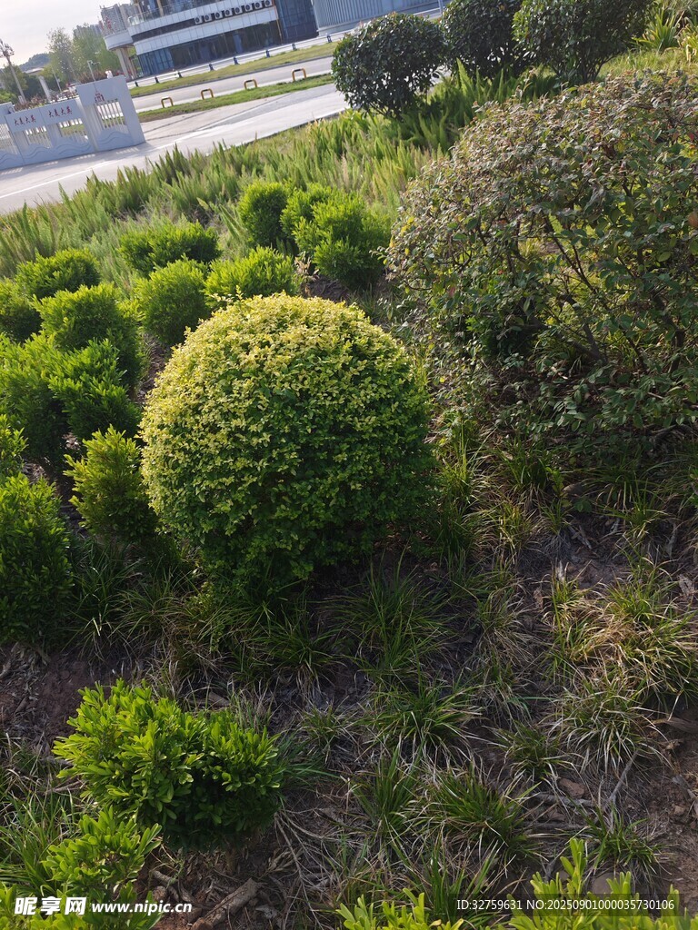 园林中的球形绿植景观