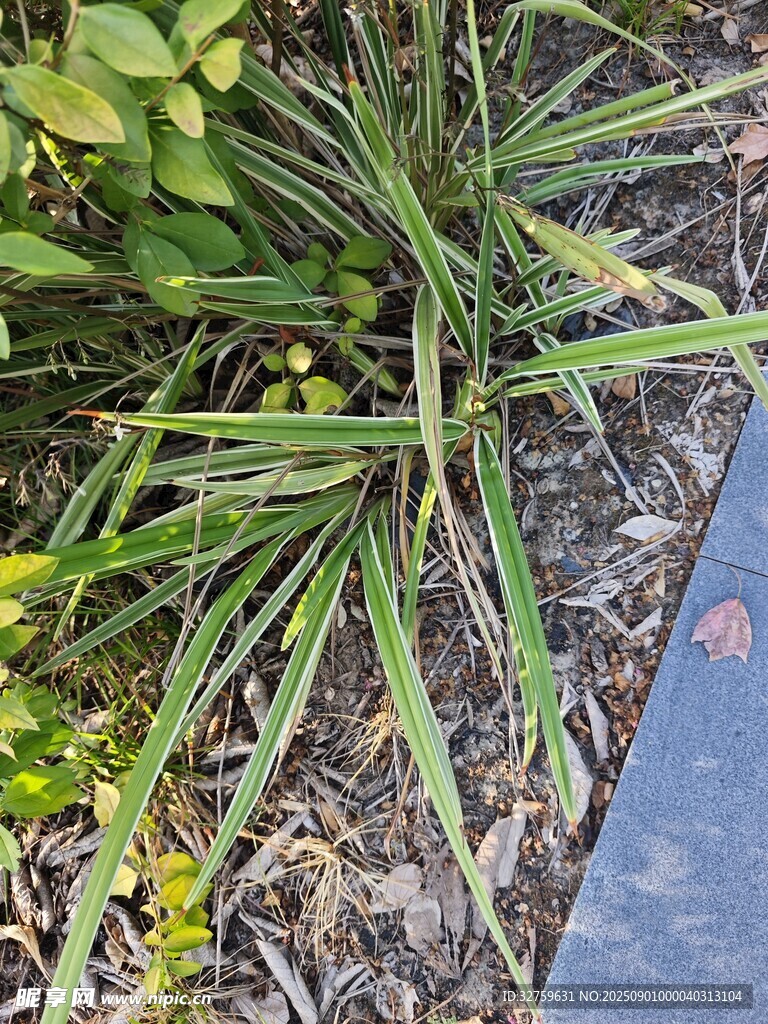 路边的翠绿植物