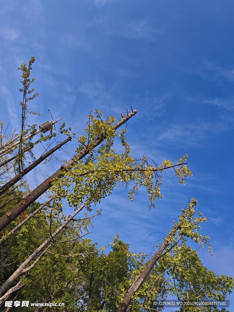 蓝天映衬下的翠绿树枝
