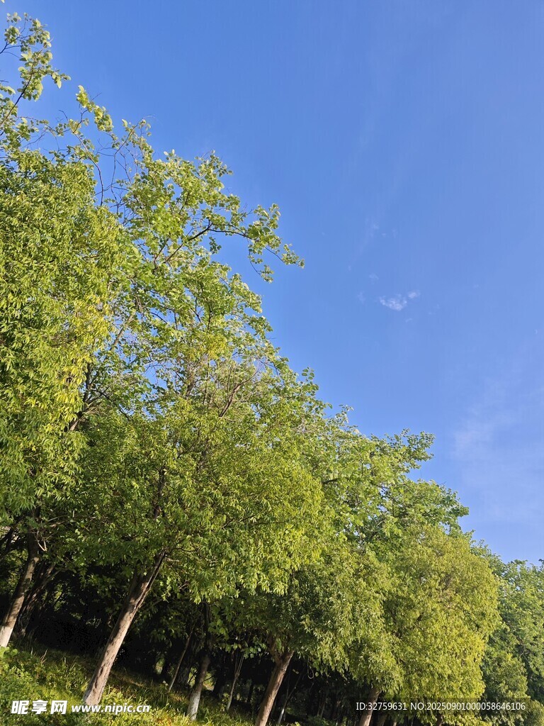 蓝天绿树的清新自然景象