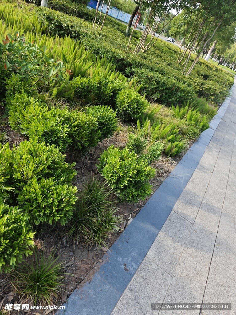 城市绿化带中的整齐绿植