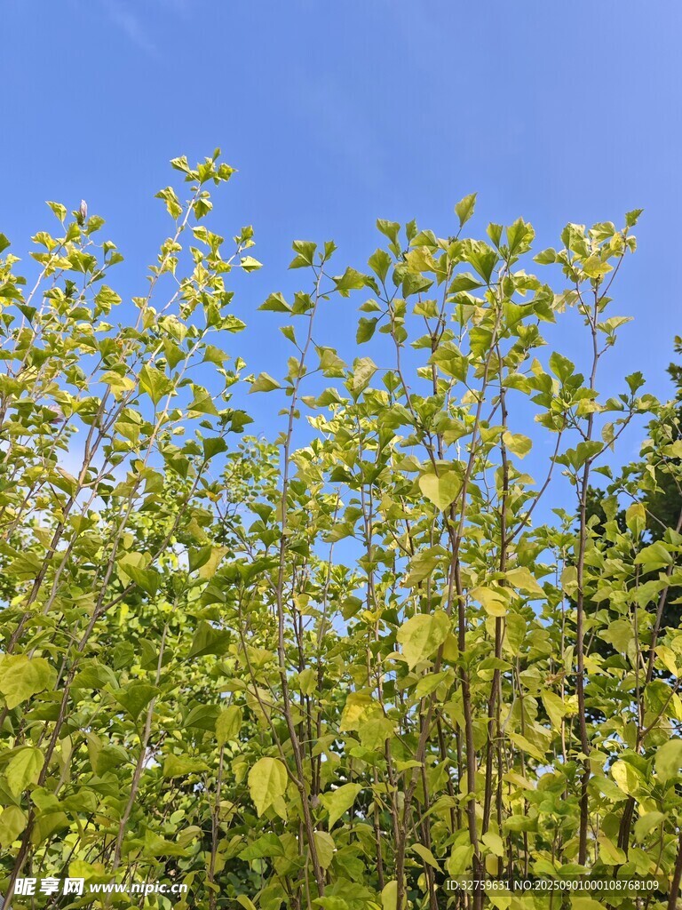 阳光下的翠绿植物