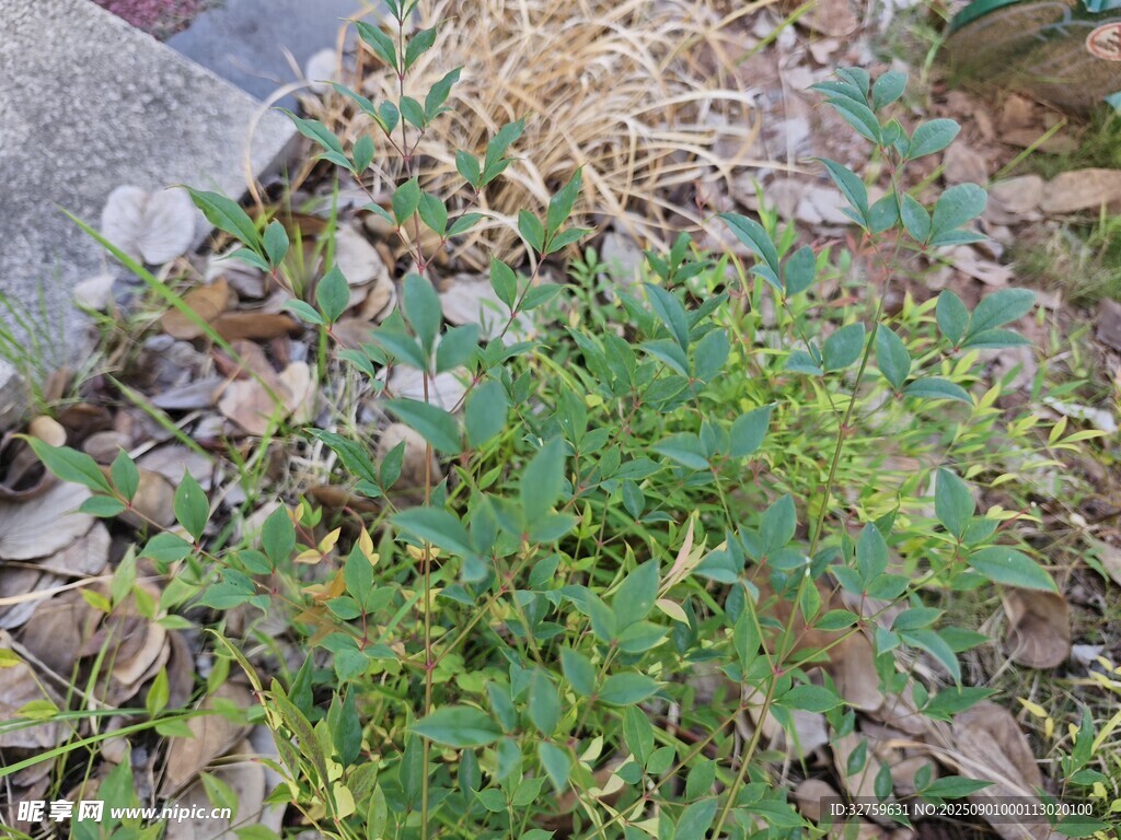 地面生长的嫩绿植物