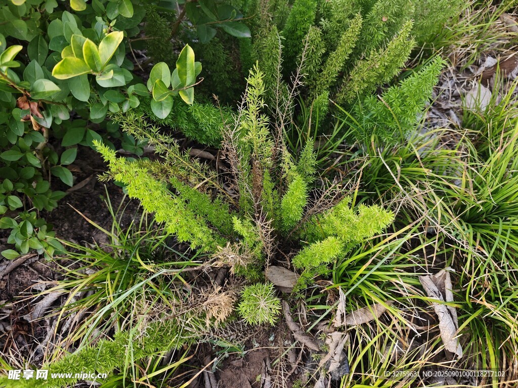 翠绿蕨类植物生机盎然