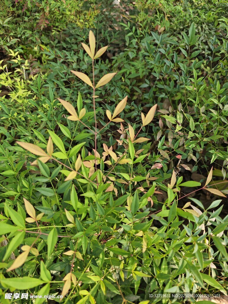 翠绿植物丛中的嫩黄叶片