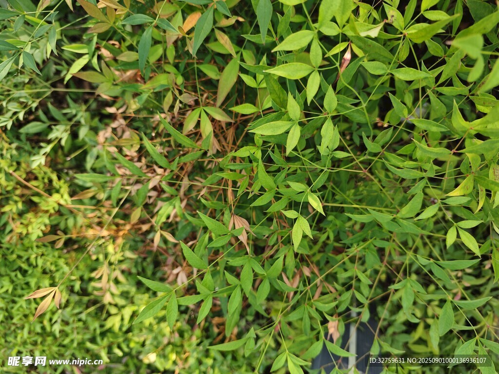 翠绿繁茂的植物景观