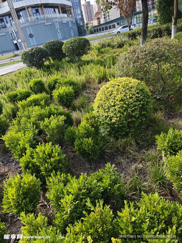 城市中精致的绿植景观