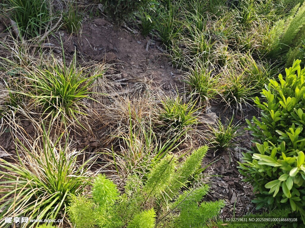 野外多样绿植景观