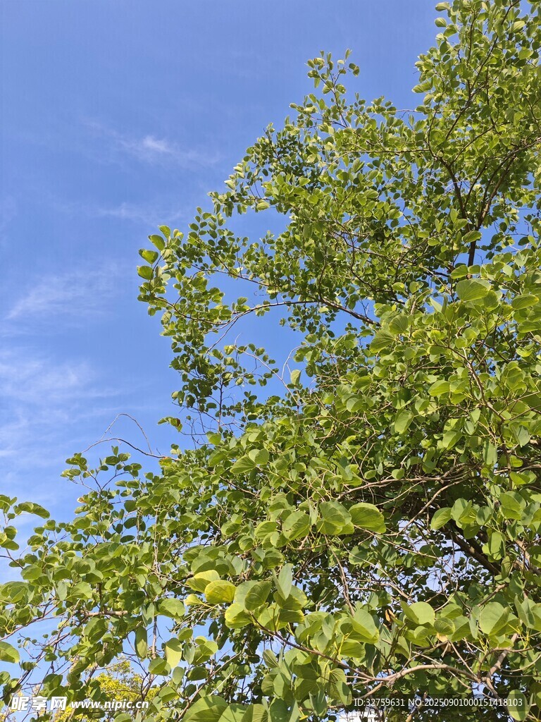 蓝天绿树间的清新景致