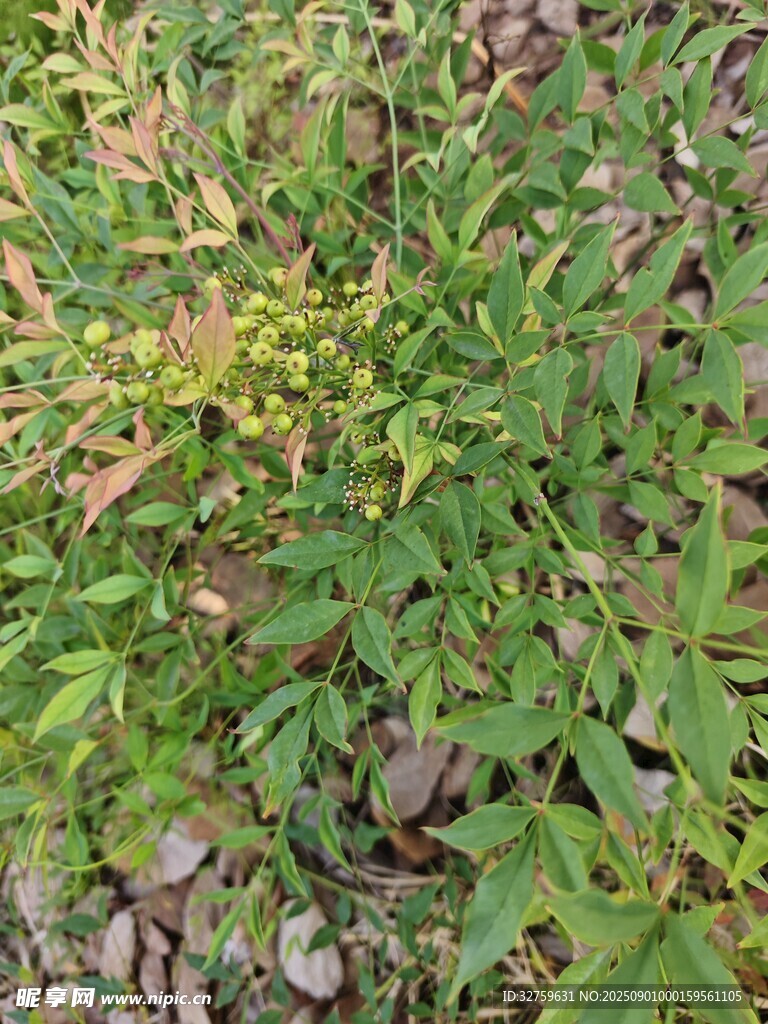 地面上的繁茂绿色植物