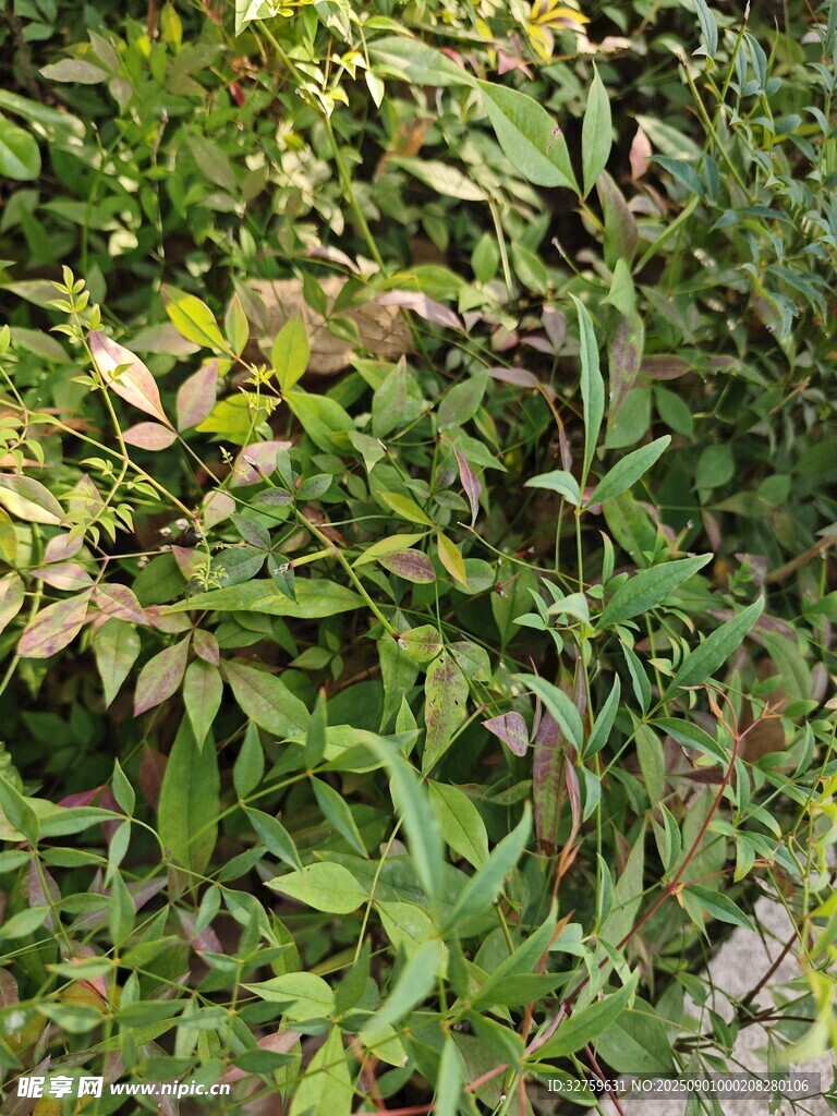 绿叶繁茂的植物景观