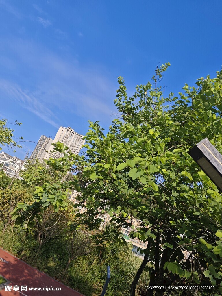 城市中的绿意盎然小路