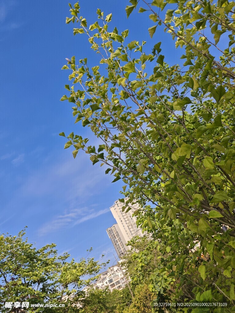 蓝天绿树风景美