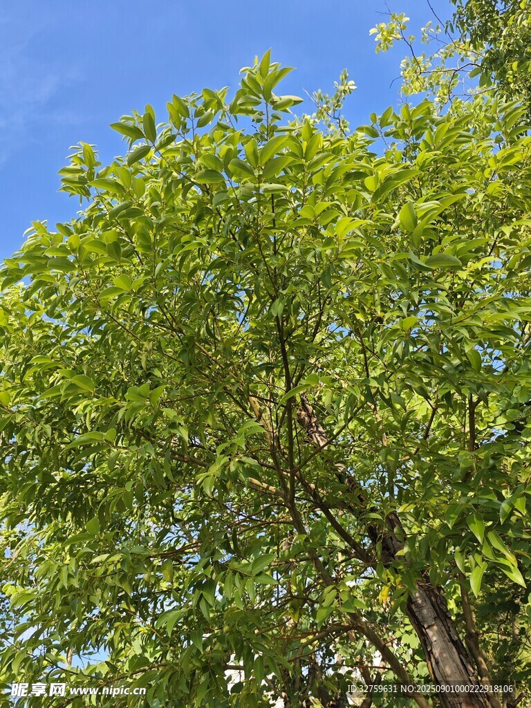 蓝天映衬下的葱郁绿树
