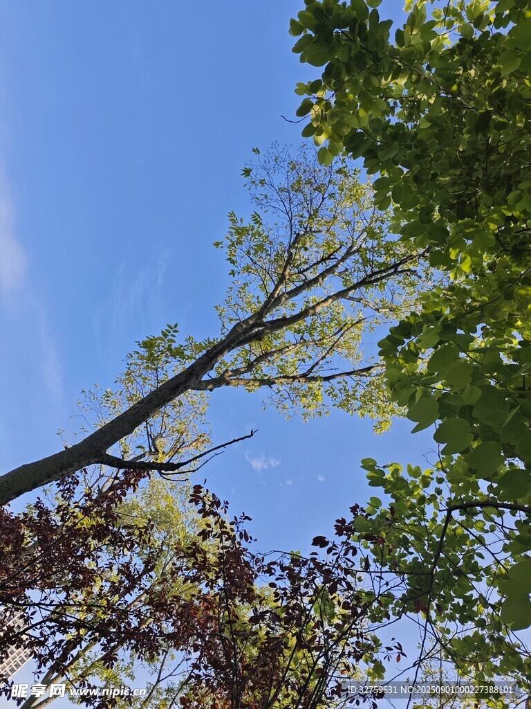 仰望蓝天与繁茂枝叶