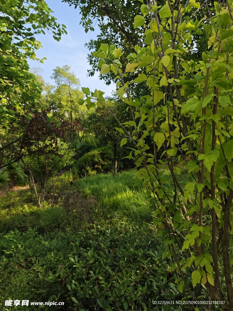 绿意盎然的森林景观