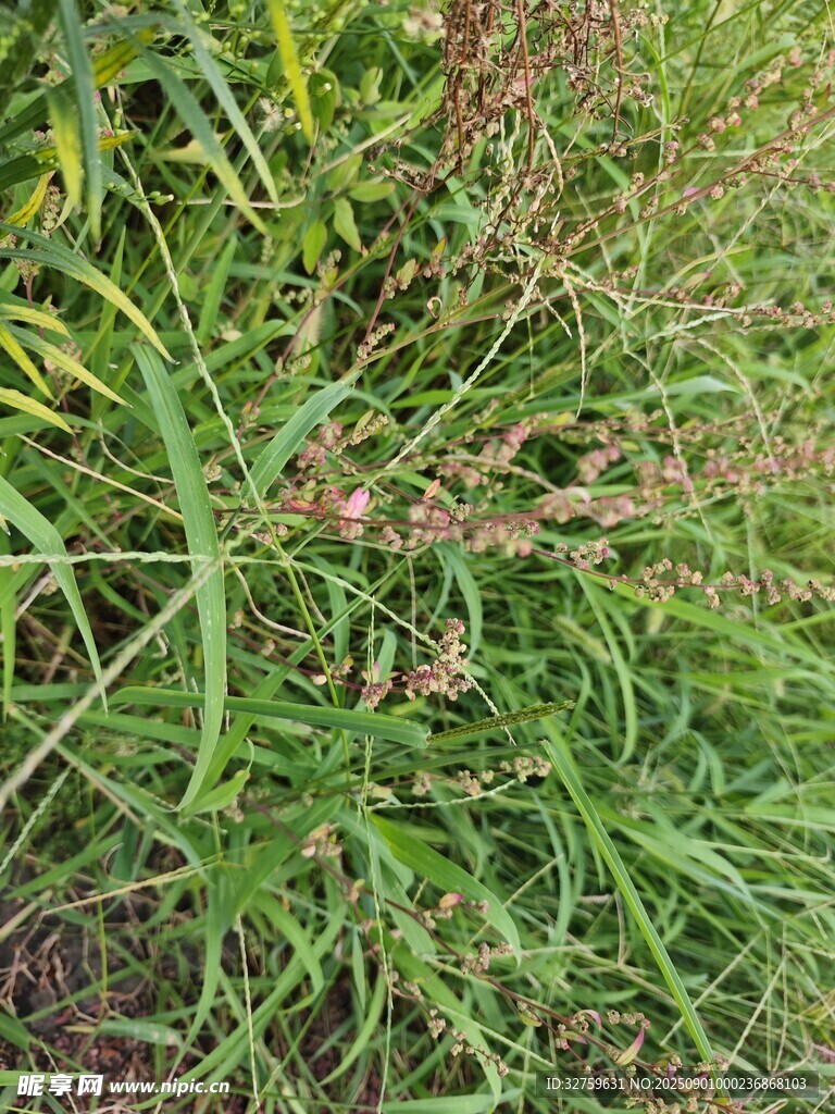 野外繁茂的绿色杂草景观