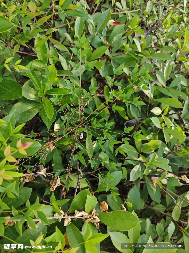 繁茂绿植景观