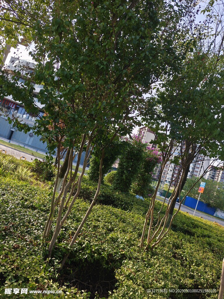 城市绿化带中的葱郁树木