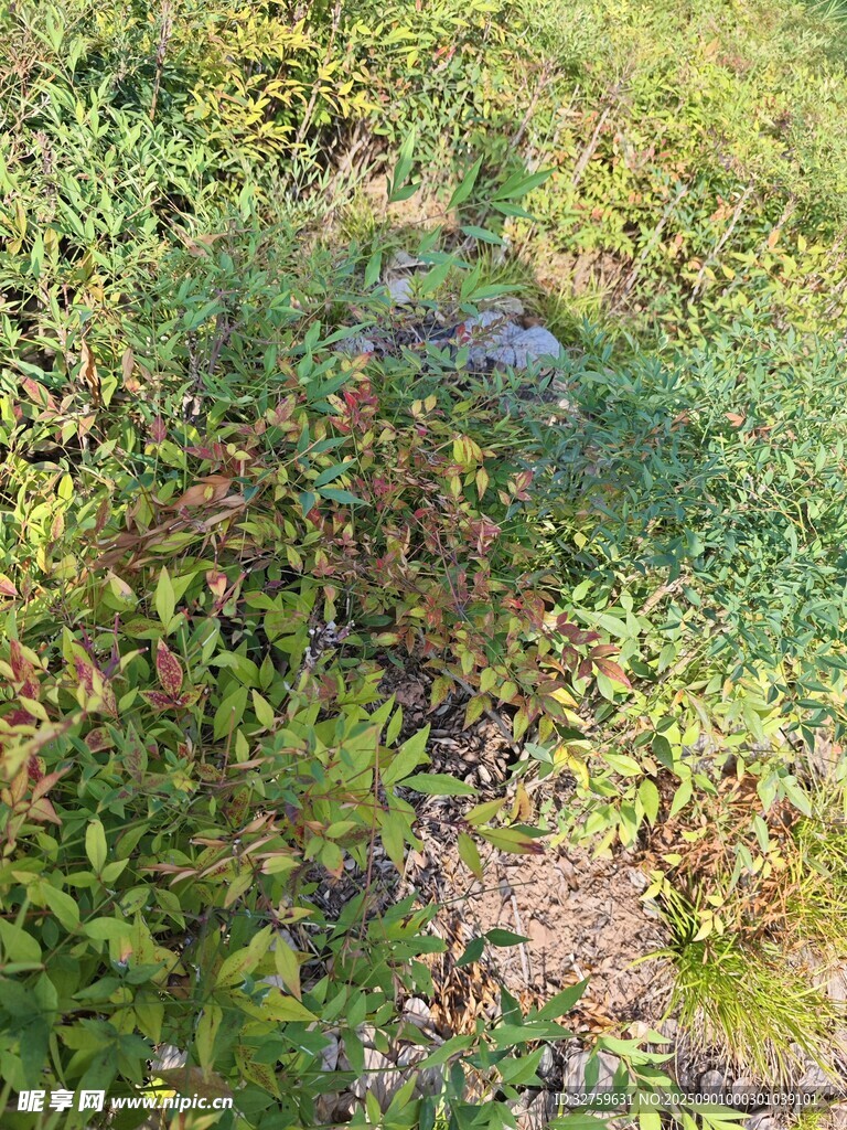 野外繁茂绿植景观