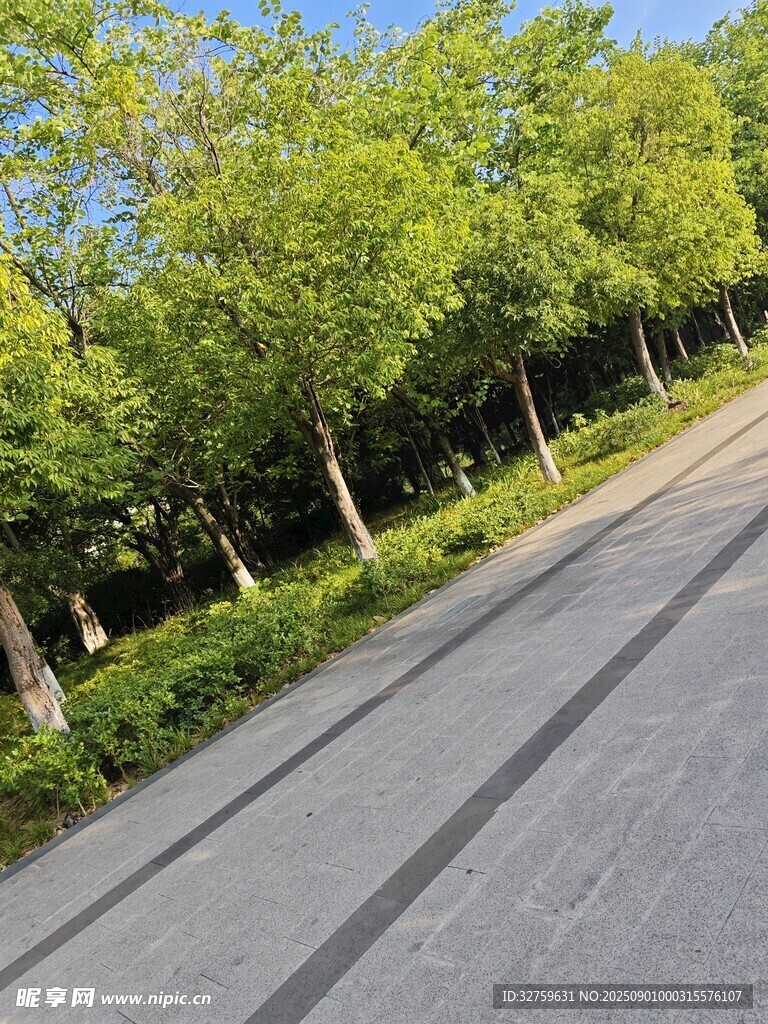 林荫大道