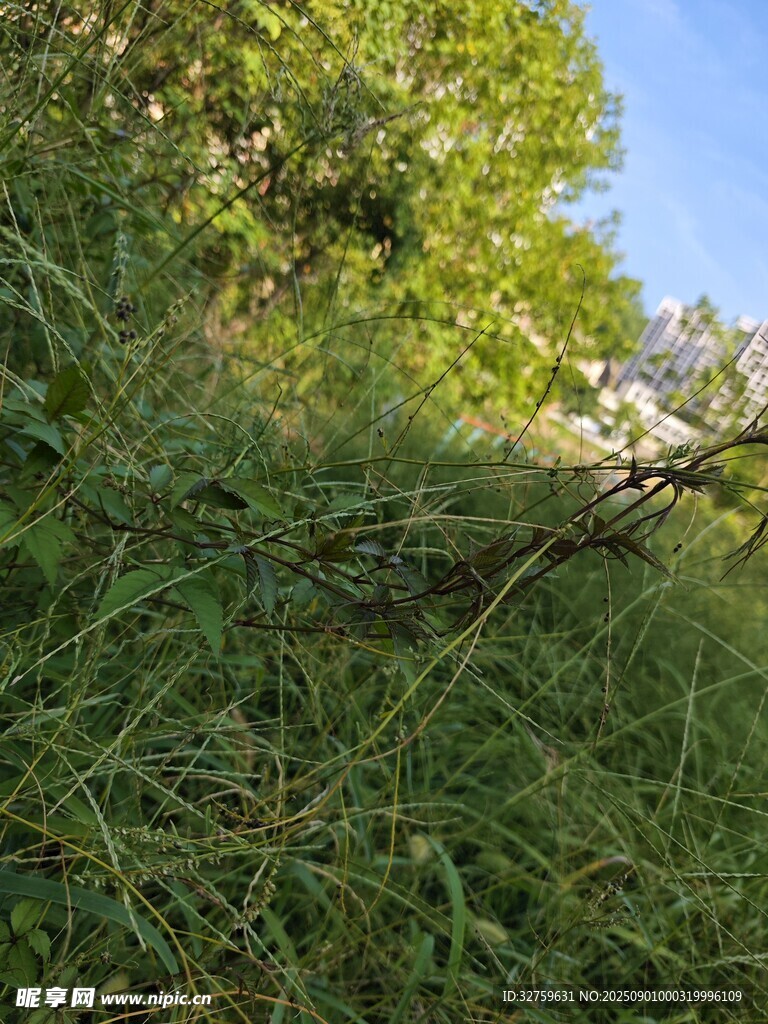 繁茂绿植