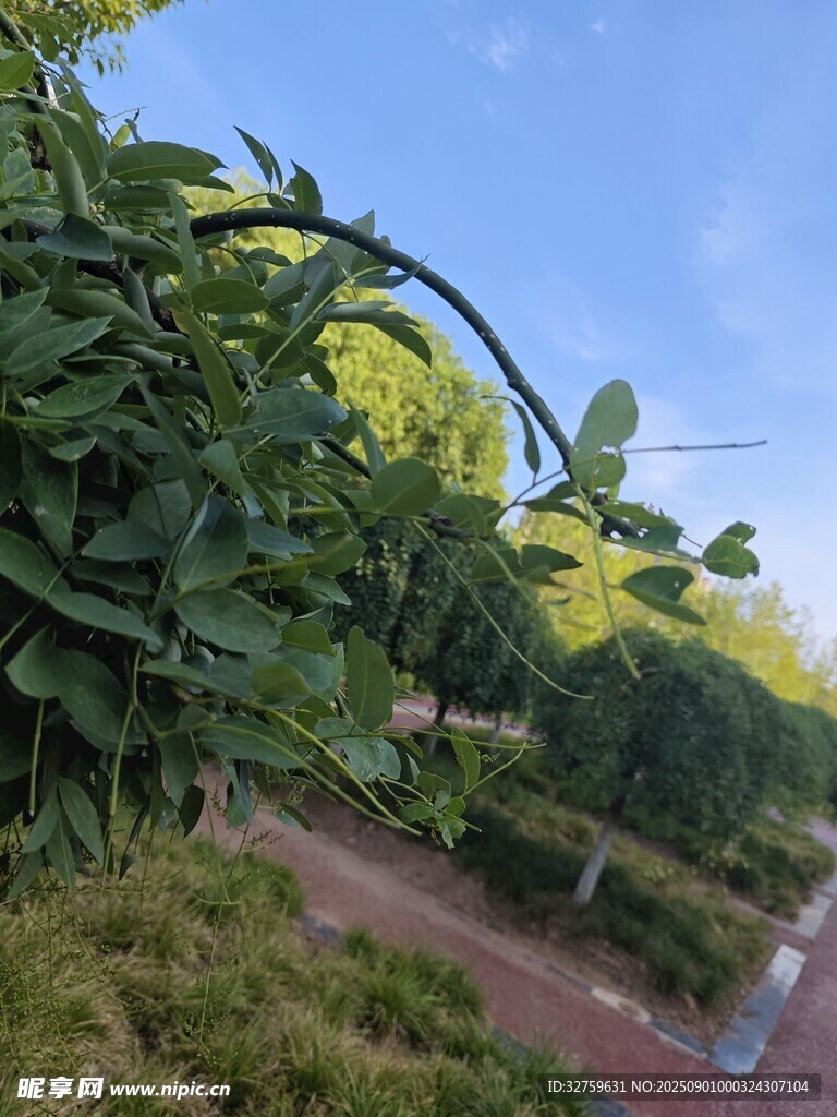 绿叶繁茂的自然小路景观