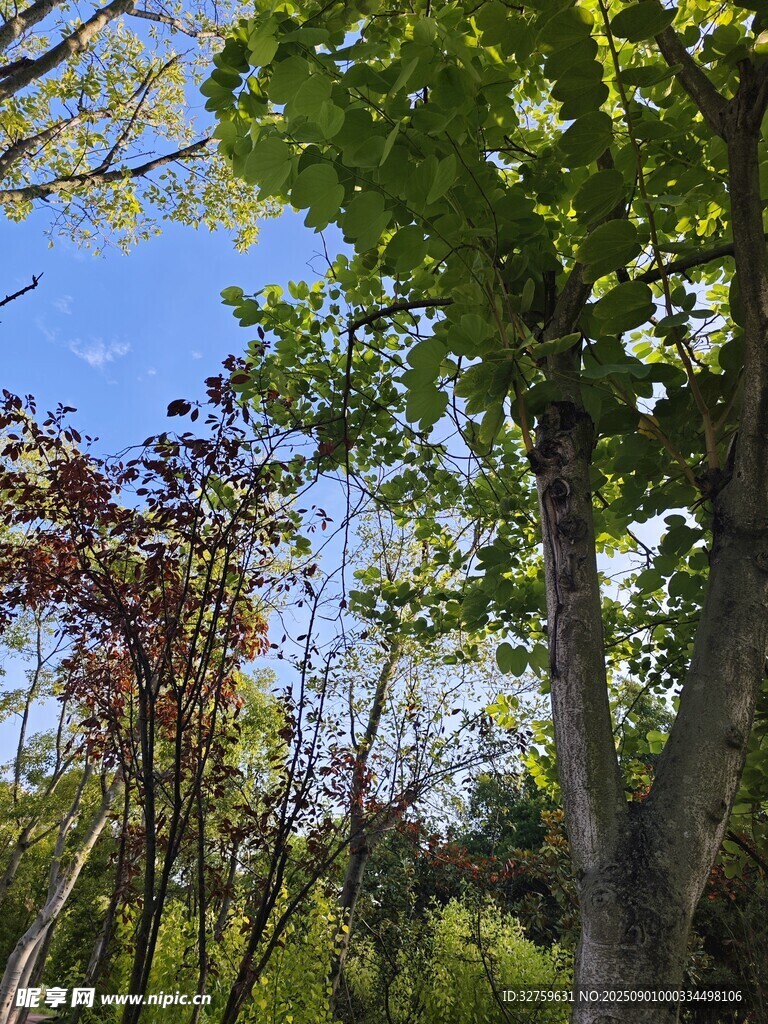 林间蓝天绿树风景图