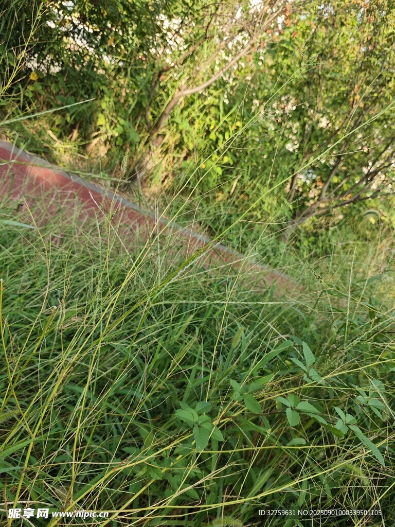 野外葱郁草地自然景象