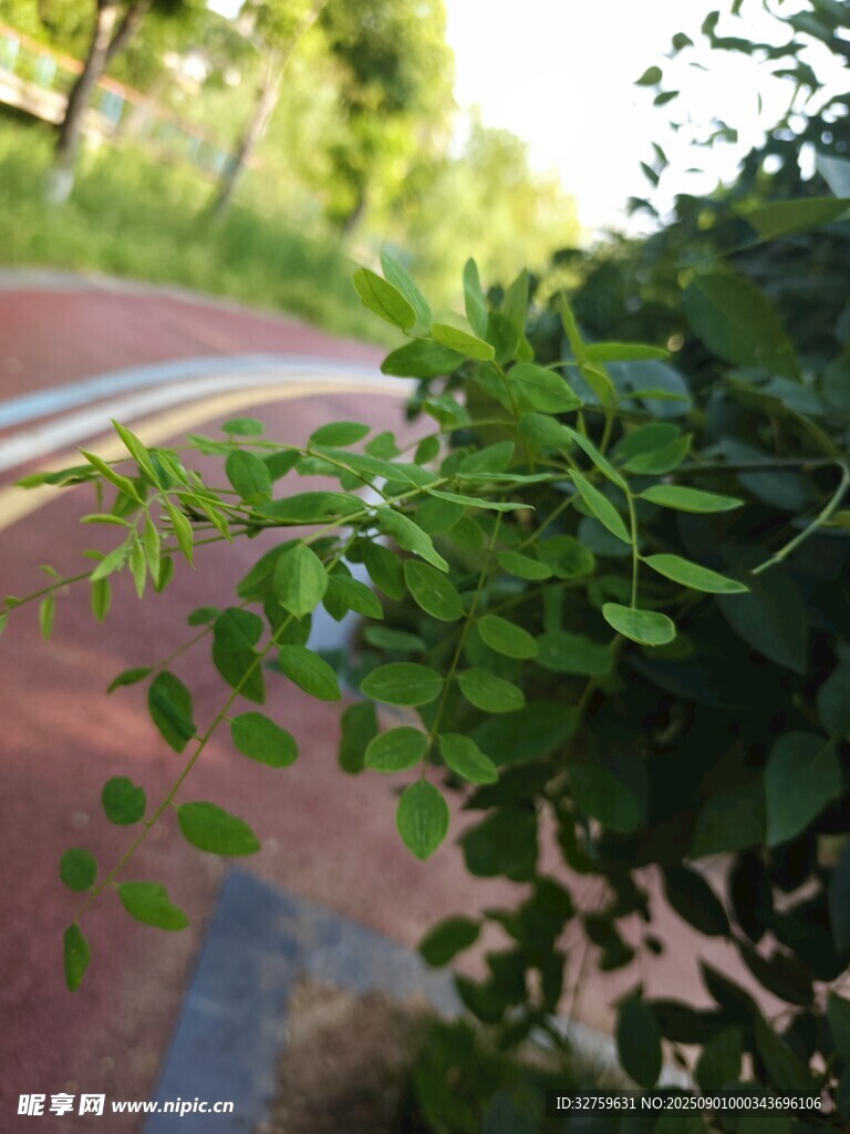路边翠绿枝叶生机盎然