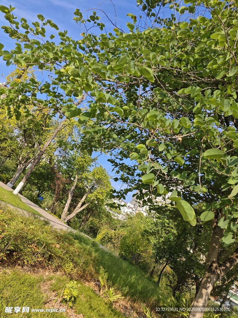 山林绿意盎然的自然景致