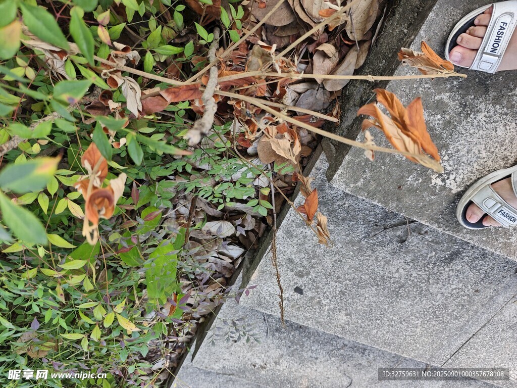 路边绿植与枯叶景象