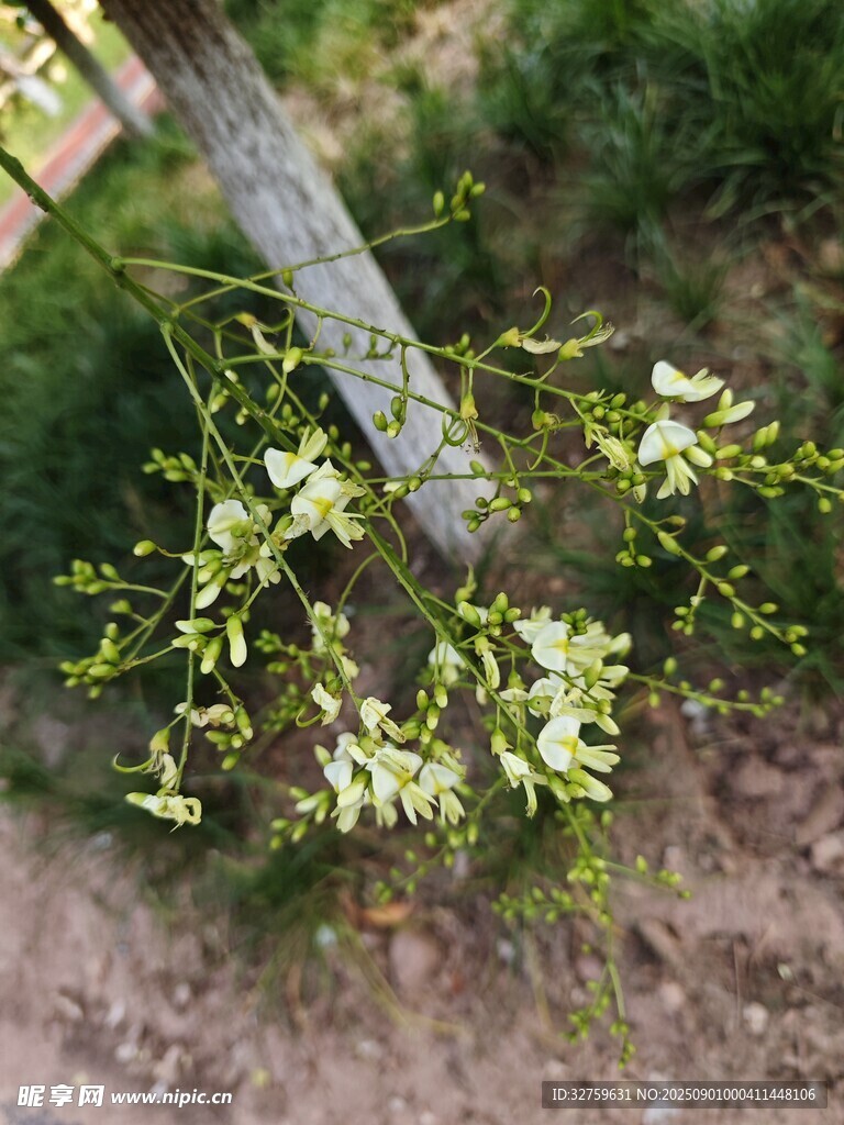木杆旁绽放的白色小花