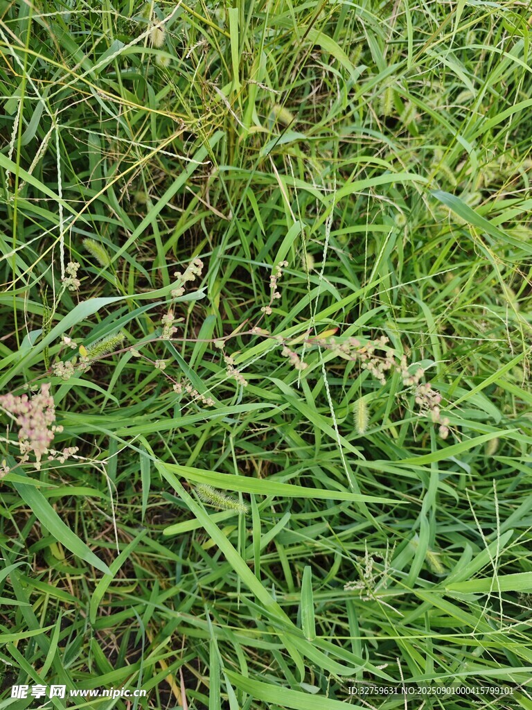 翠绿草地特写